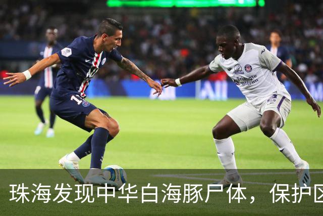 珠海发现中华白海豚尸体，保护区开展搜寻和研究
