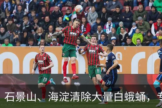 石景山、海淀清除大量白蛾蛹，专家警告其危害性高